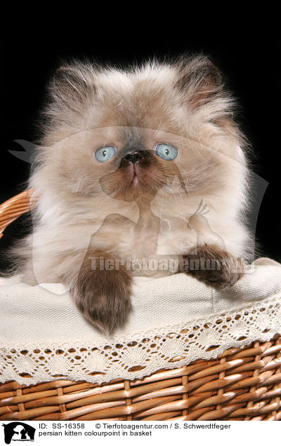 persian kitten colourpoint in basket / SS-16358
