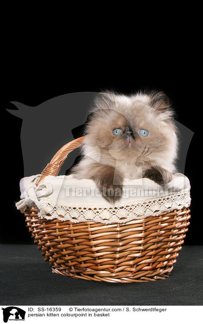 persian kitten colourpoint in basket / SS-16359