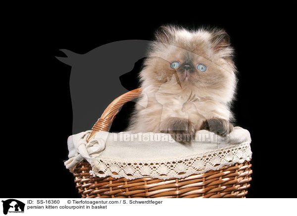 persian kitten colourpoint in basket / SS-16360