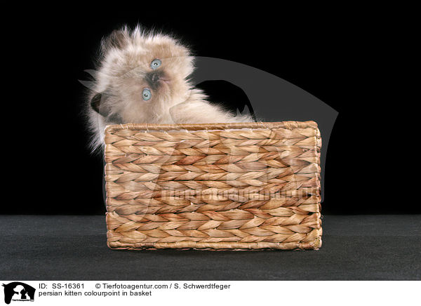 persian kitten colourpoint in basket / SS-16361