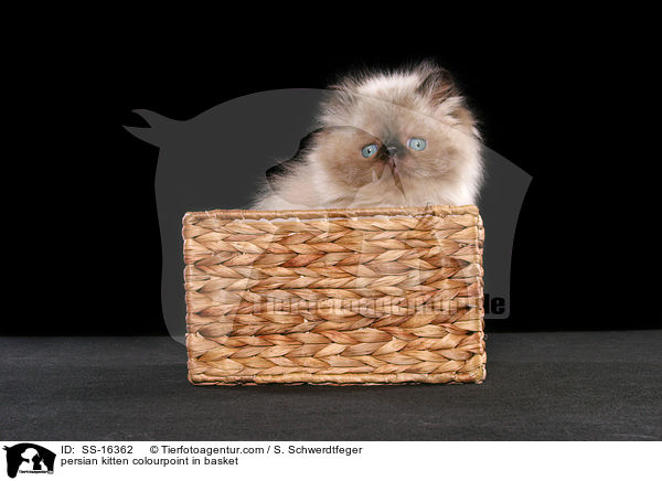 persian kitten colourpoint in basket / SS-16362