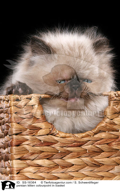 persian kitten colourpoint in basket / SS-16364