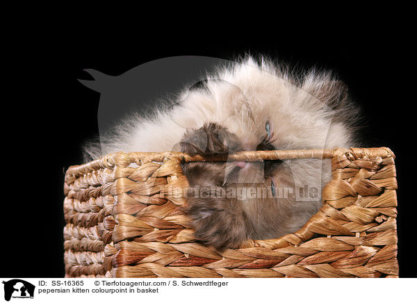 pepersian kitten colourpoint in basket / SS-16365
