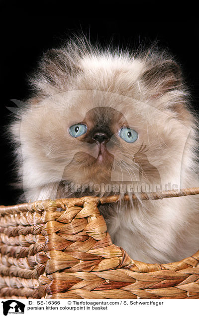 persian kitten colourpoint in basket / SS-16366