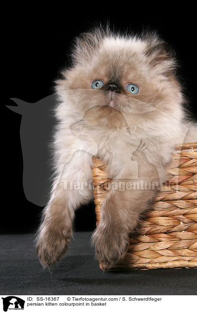 persian kitten colourpoint in basket / SS-16367