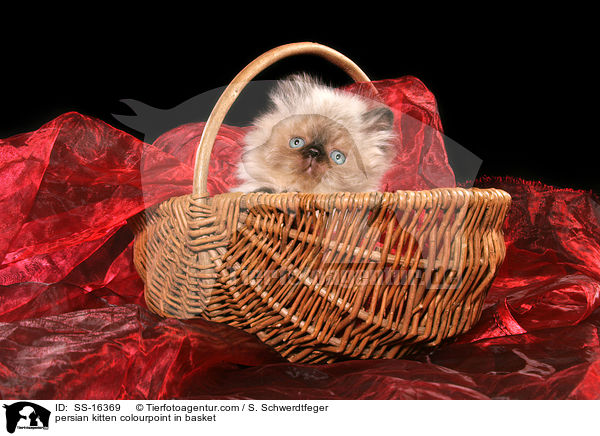 persian kitten colourpoint in basket / SS-16369