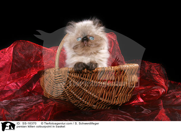 persian kitten colourpoint in basket / SS-16370