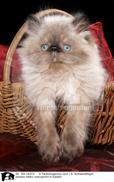 persian kitten colourpoint in basket / SS-16372