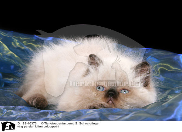 lying persian kitten colourpoint / SS-16373