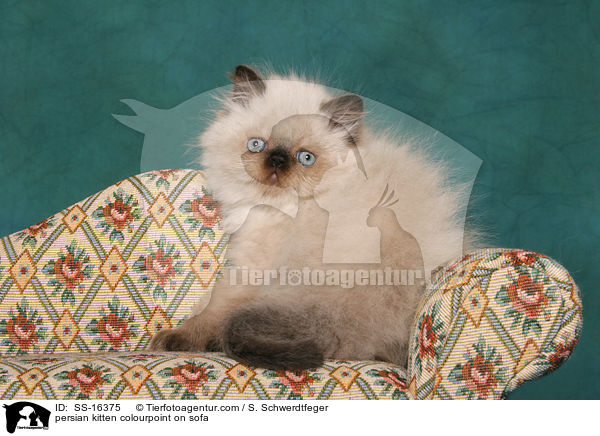 Perser Colourpoint Ktzchen auf dem Sofa / persian kitten colourpoint on sofa / SS-16375