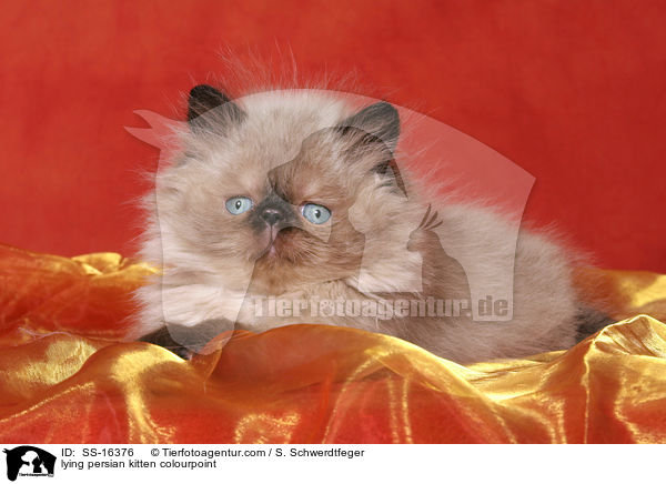 lying persian kitten colourpoint / SS-16376