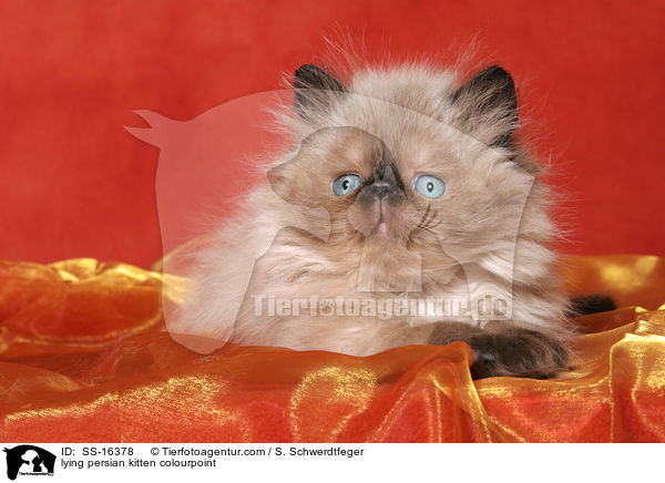 lying persian kitten colourpoint / SS-16378