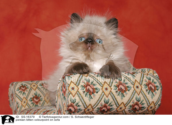 persian kitten colourpoint on sofa / SS-16379