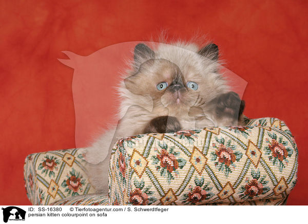 persian kitten colourpoint on sofa / SS-16380