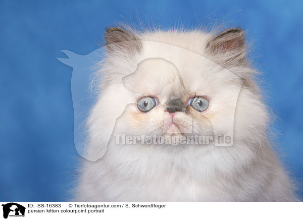 Perser Colourpoint Ktzchen Portrait / persian kitten colourpoint portrait / SS-16383