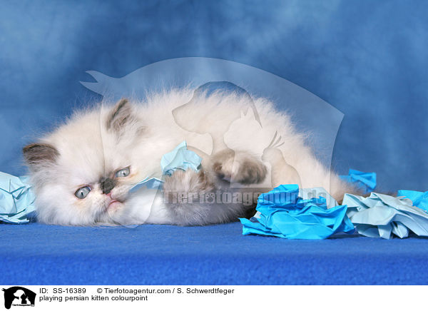 spielendes Perser Colourpoint Ktzchen / playing persian kitten colourpoint / SS-16389