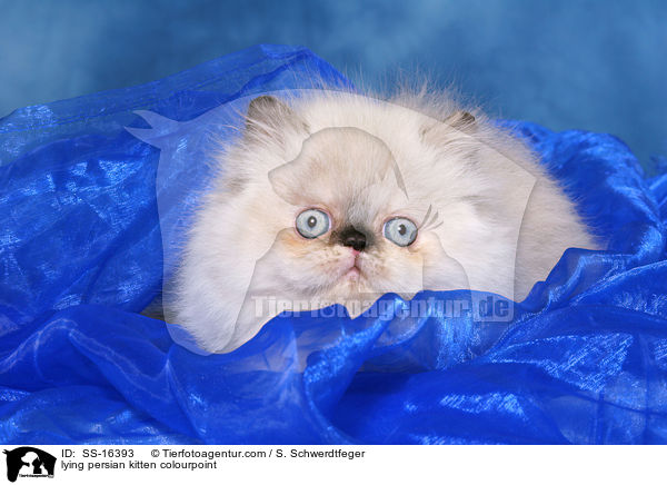 liegendes Perser Colourpoint Ktzchen / lying persian kitten colourpoint / SS-16393