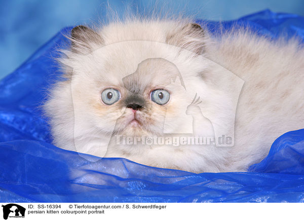 persian kitten colourpoint portrait / SS-16394