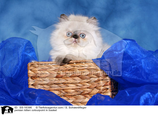 Perser Colourpoint Ktzchen im Krbchen / persian kitten colourpoint in basket / SS-16396