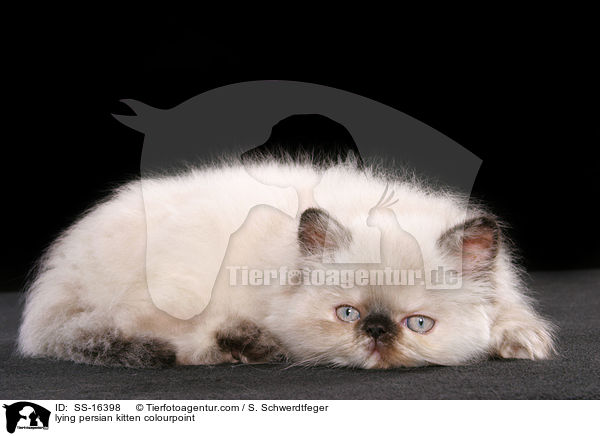 lying persian kitten colourpoint / SS-16398
