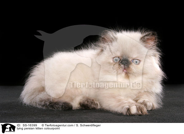 liegendes Perser Colourpoint Ktzchen / lying persian kitten colourpoint / SS-16399