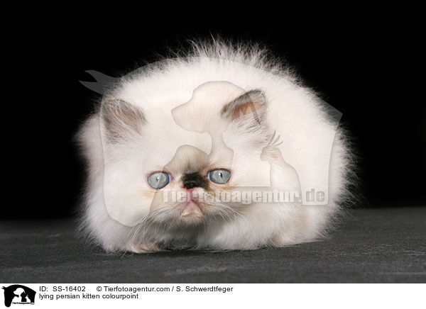liegendes Perser Colourpoint Ktzchen / lying persian kitten colourpoint / SS-16402