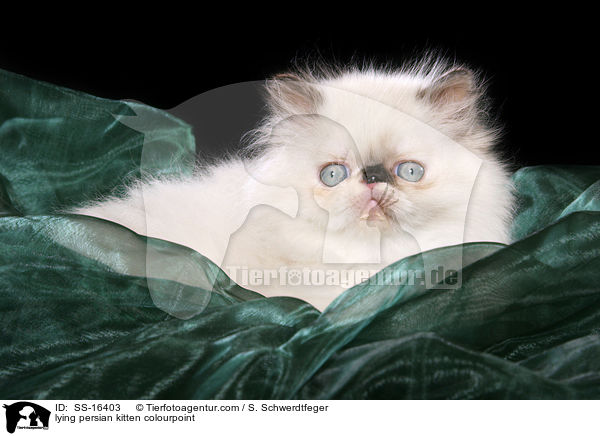 liegendes Perser Colourpoint Ktzchen / lying persian kitten colourpoint / SS-16403