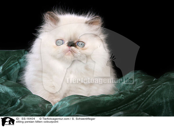 sitzendes Perser Colourpoint Ktzchen / sitting persian kitten colourpoint / SS-16404