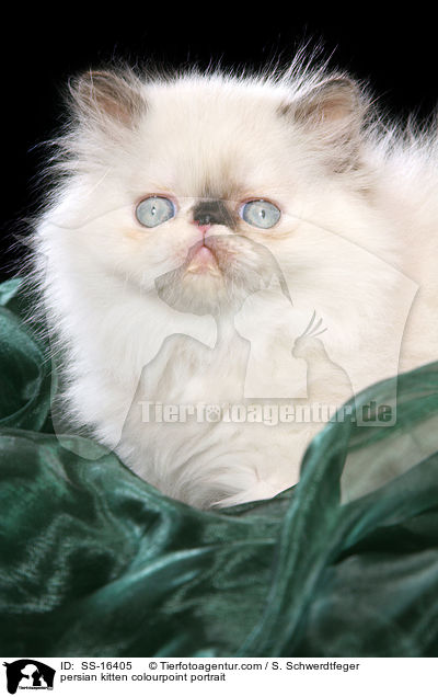 persian kitten colourpoint portrait / SS-16405