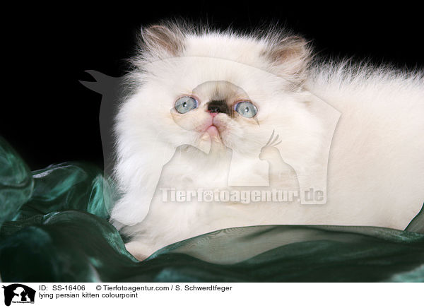 liegendes Perser Colourpoint Ktzchen / lying persian kitten colourpoint / SS-16406