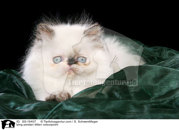 liegendes Perser Colourpoint Ktzchen / lying persian kitten colourpoint / SS-16407