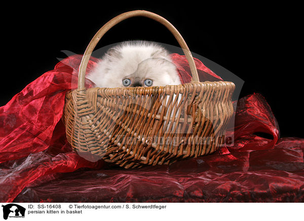 persian kitten in basket / SS-16408