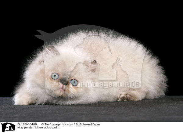 liegendes Perser Colourpoint Ktzchen / lying persian kitten colourpoint / SS-16409