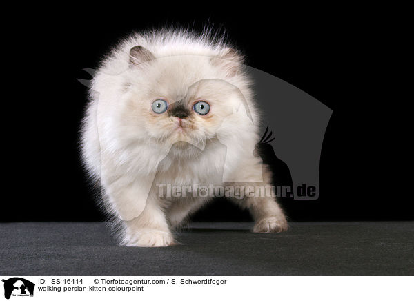 walking persian kitten colourpoint / SS-16414