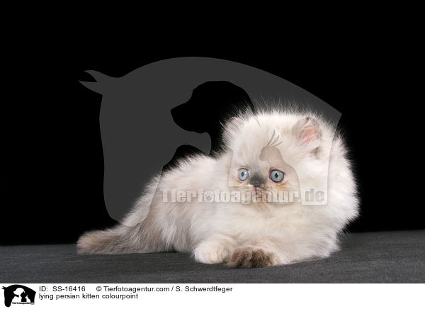 liegendes Perser Colourpoint Ktzchen / lying persian kitten colourpoint / SS-16416