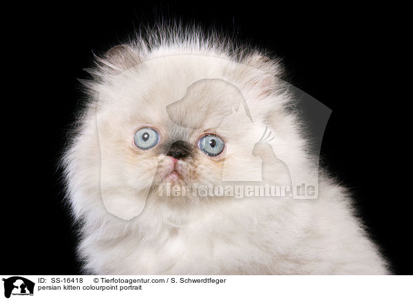 persian kitten colourpoint portrait / SS-16418