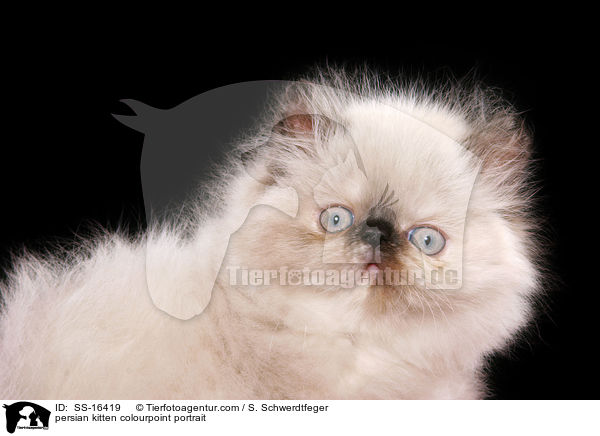 persian kitten colourpoint portrait / SS-16419