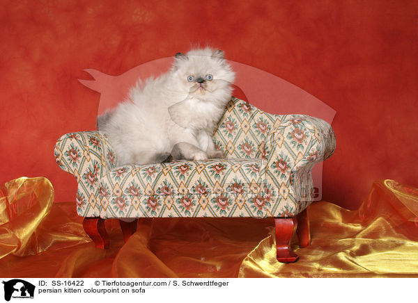 Perser Colourpoint Ktzchen auf Sofa / persian kitten colourpoint on sofa / SS-16422