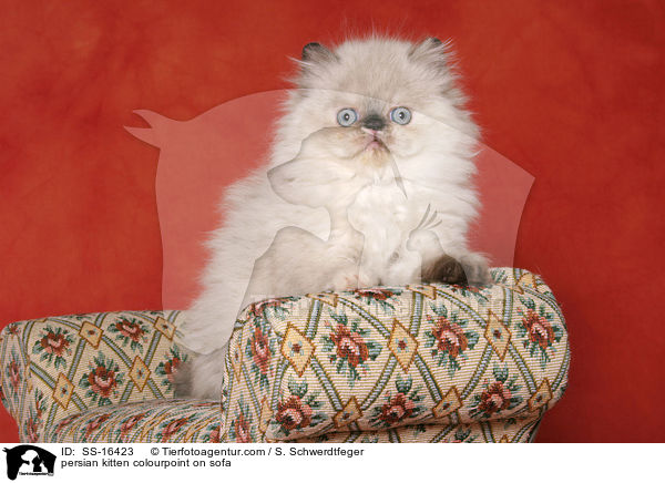 persian kitten colourpoint on sofa / SS-16423