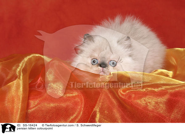Perser Colourpoint Ktzchen / persian kitten colourpoint / SS-16424
