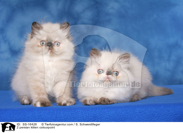 2 persian kitten colourpoint / SS-16426