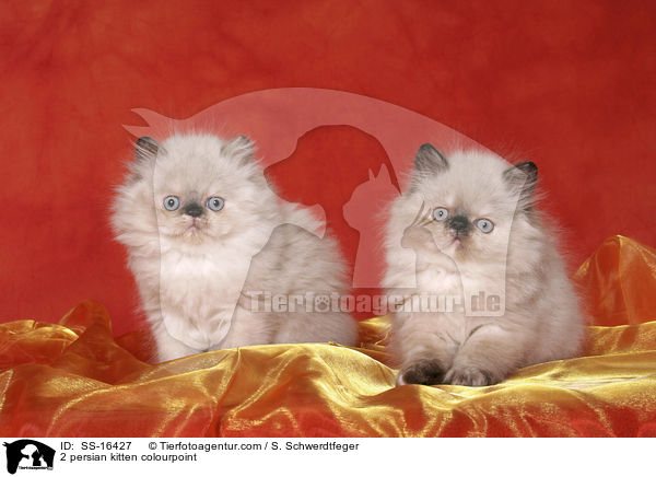 2 persian kitten colourpoint / SS-16427