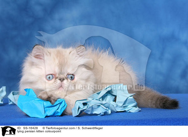 lying persian kitten colourpoint / SS-16428