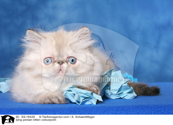 liegendes Perser Colourpoint Ktzchen / lying persian kitten colourpoint / SS-16429