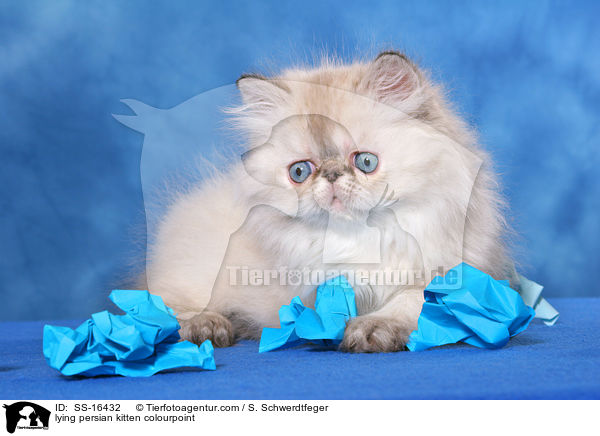 lying persian kitten colourpoint / SS-16432