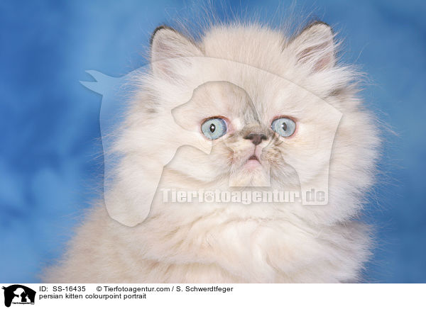 persian kitten colourpoint portrait / SS-16435