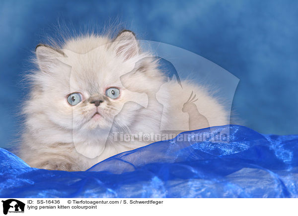 lying persian kitten colourpoint / SS-16436