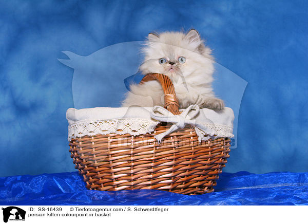 persian kitten colourpoint in basket / SS-16439