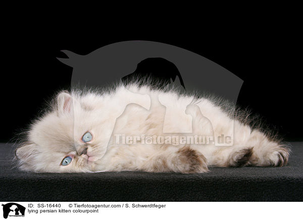 lying persian kitten colourpoint / SS-16440