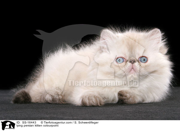 lying persian kitten colourpoint / SS-16443